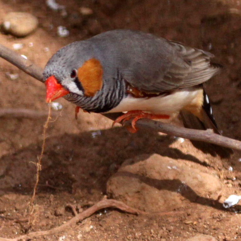 Zebra Finch male