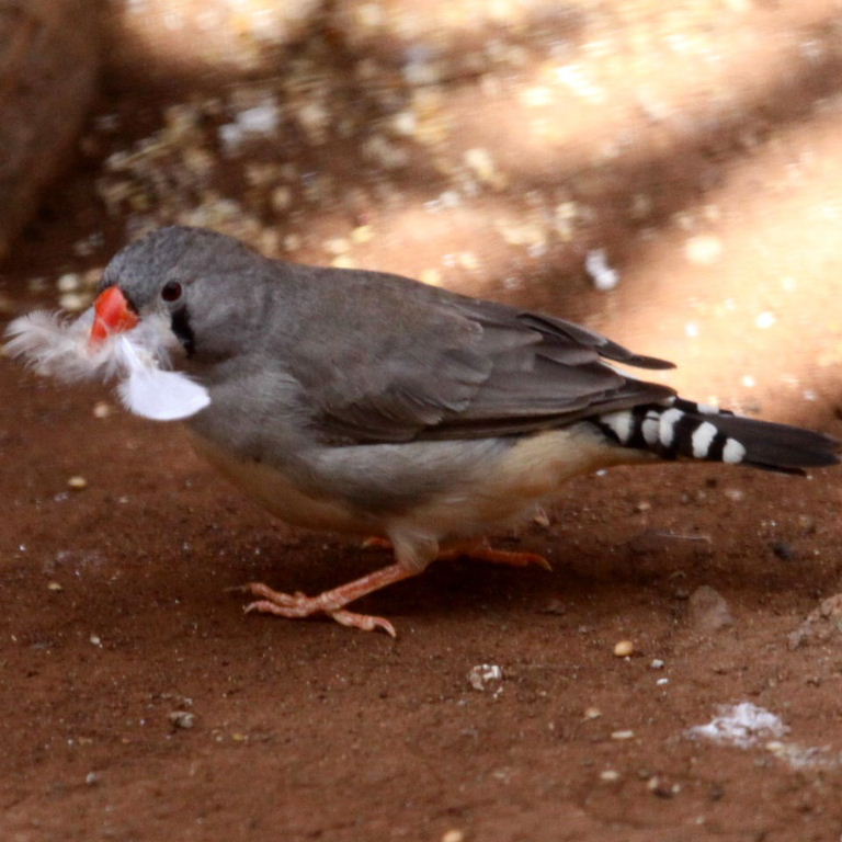 Zebra Finch female with nesting material