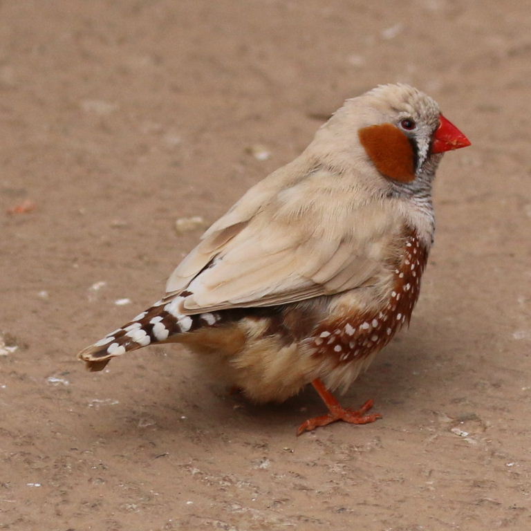 Zebra Finch biege male