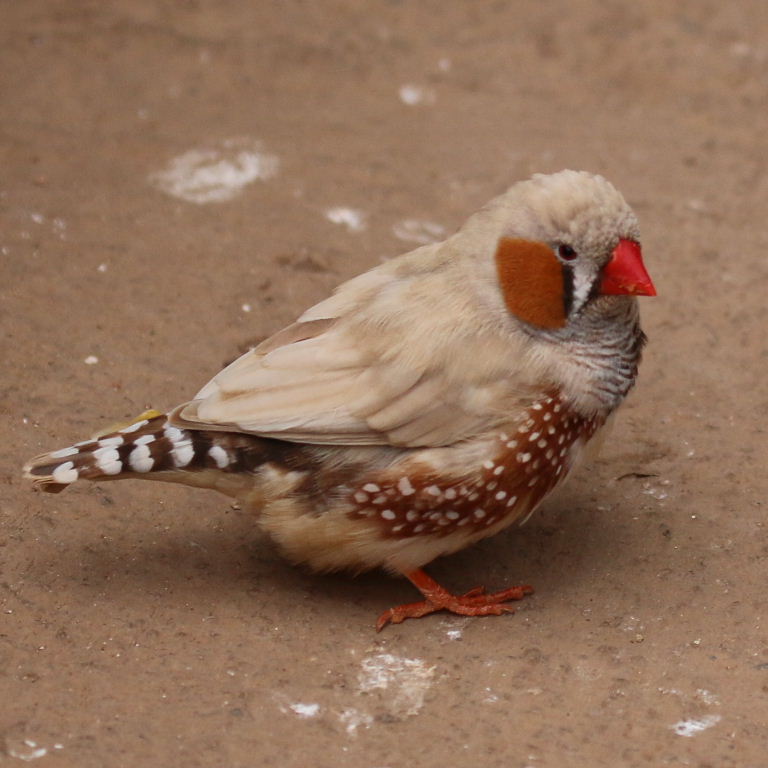 Zebra Finch biege male