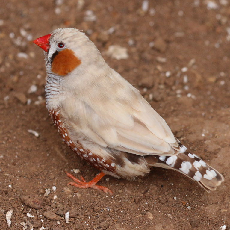 Zebra Finch biege male