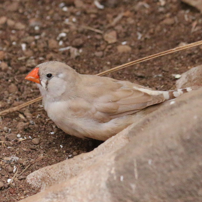 Zebra Finch biege female