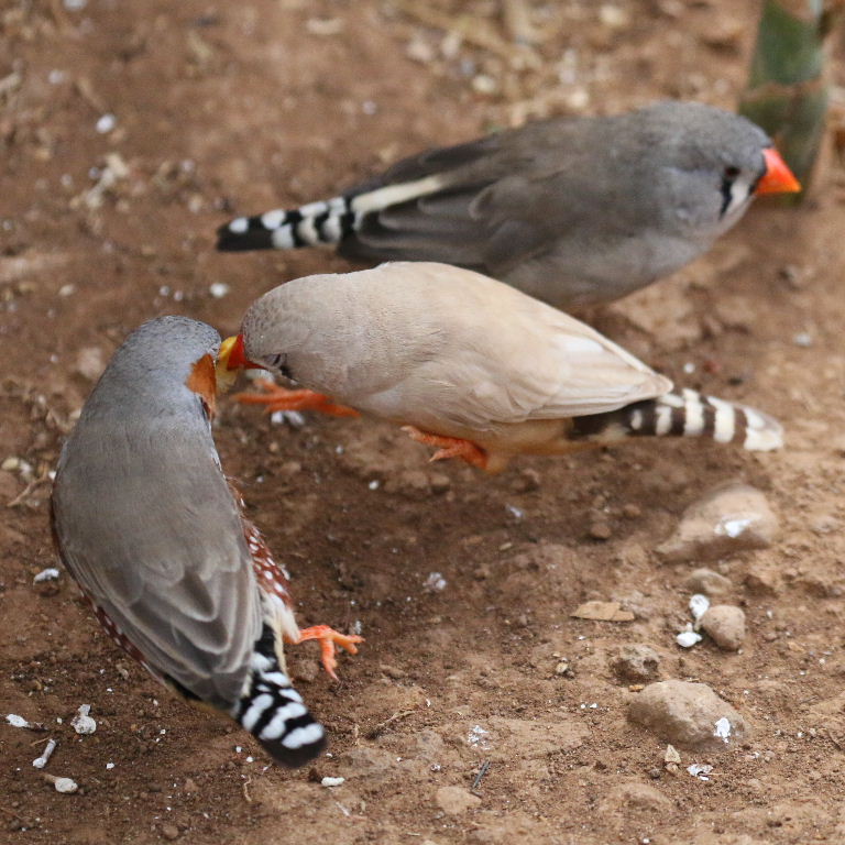 Zebra Finch biege female