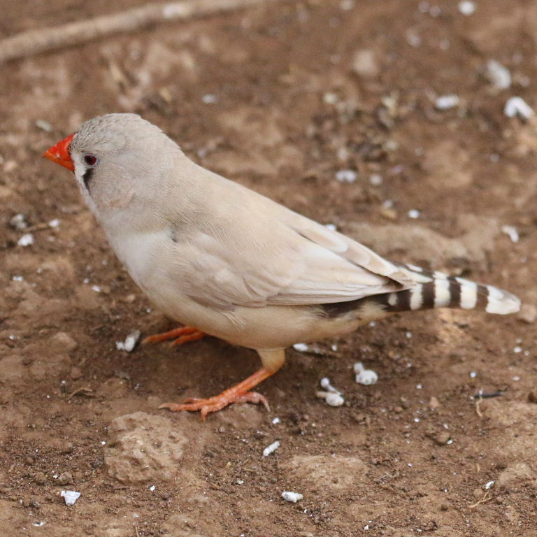 Zebra Finch biege female