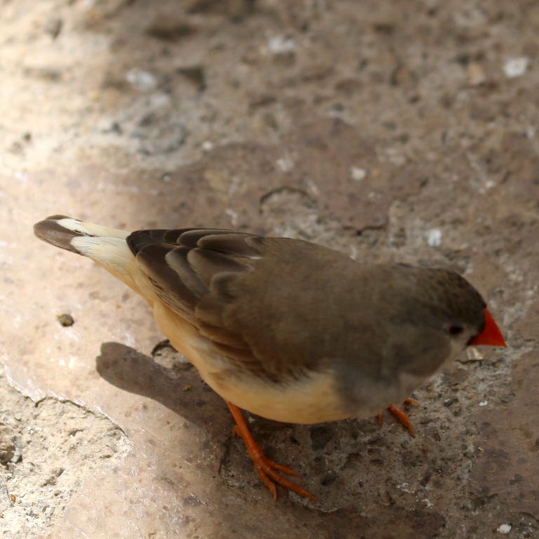 Zebra Finch with anomalous tail feathers
