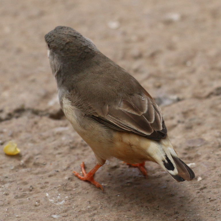 Zebra Finch with anomalous tail feathers