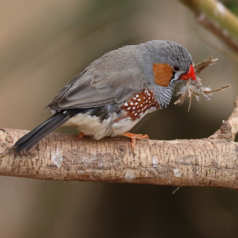 Zebra Finch with anomalous tail feathers