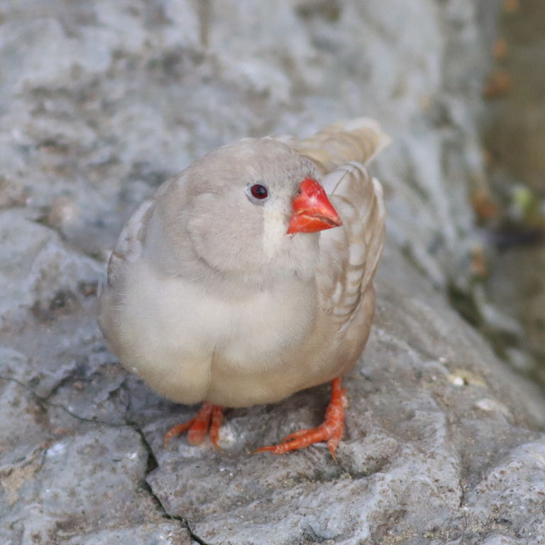 Zebra Finch