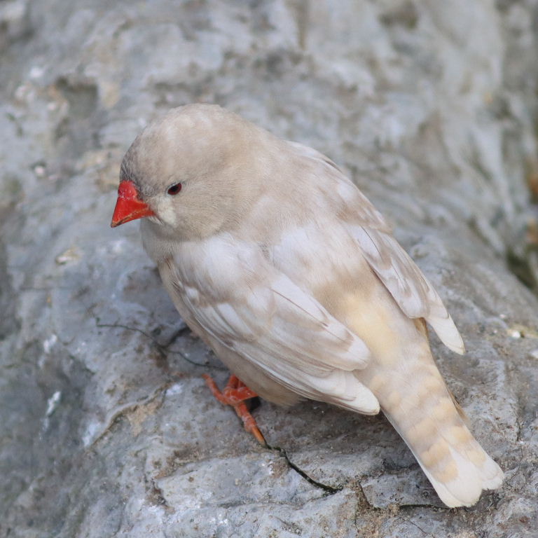 Zebra Finch
