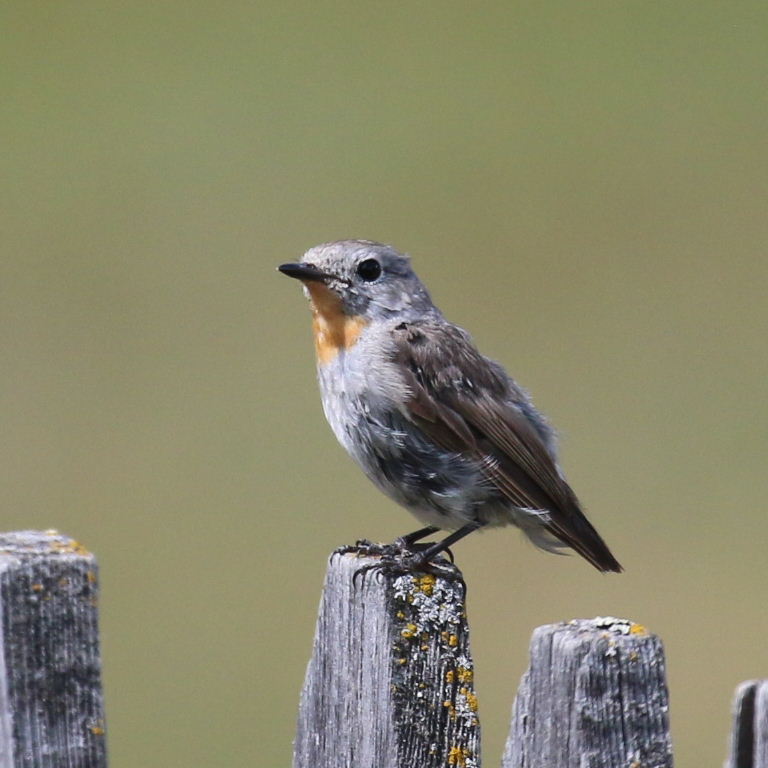 Taiga Flycatcher