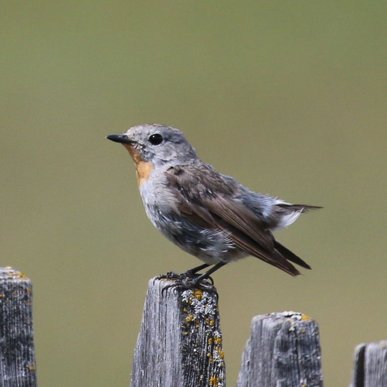 Taiga Flycatcher