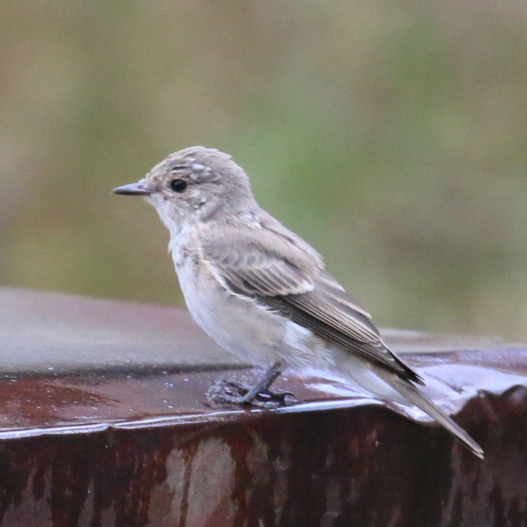 Taiga Flycatcher