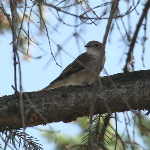 Taiga Flycatcher