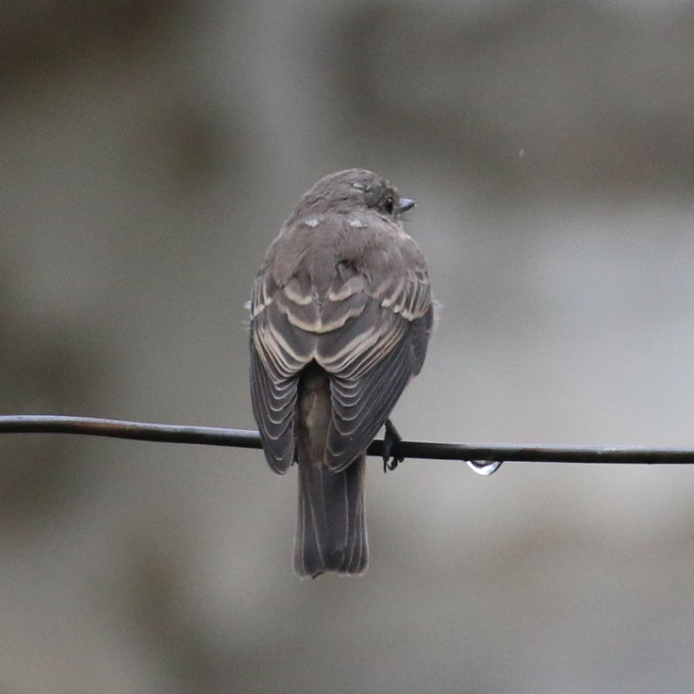 Taiga Flycatcher