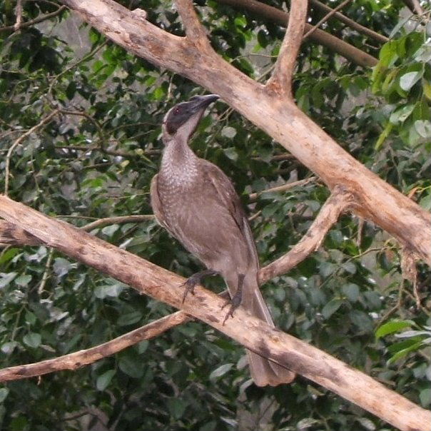Helmeted Friarbird