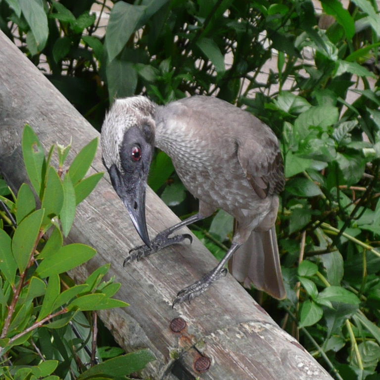 Helmeted Friarbird