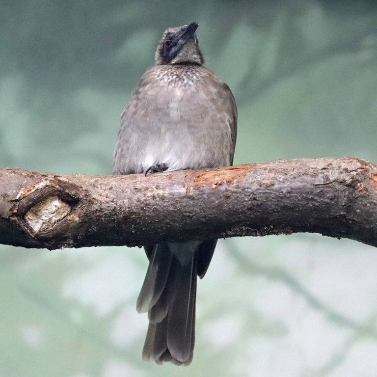 Helmeted Friarbird