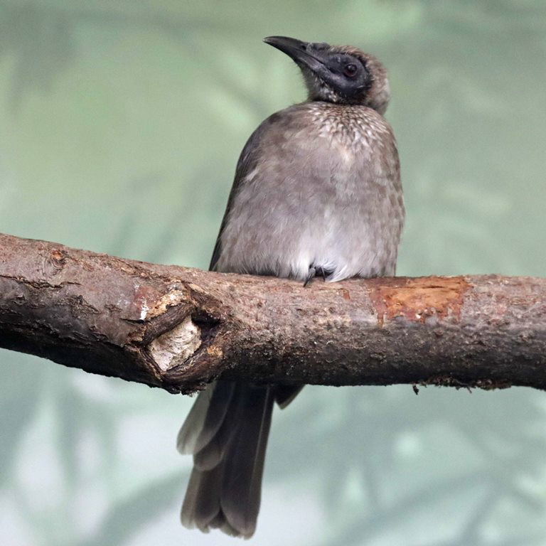 Helmeted Friarbird