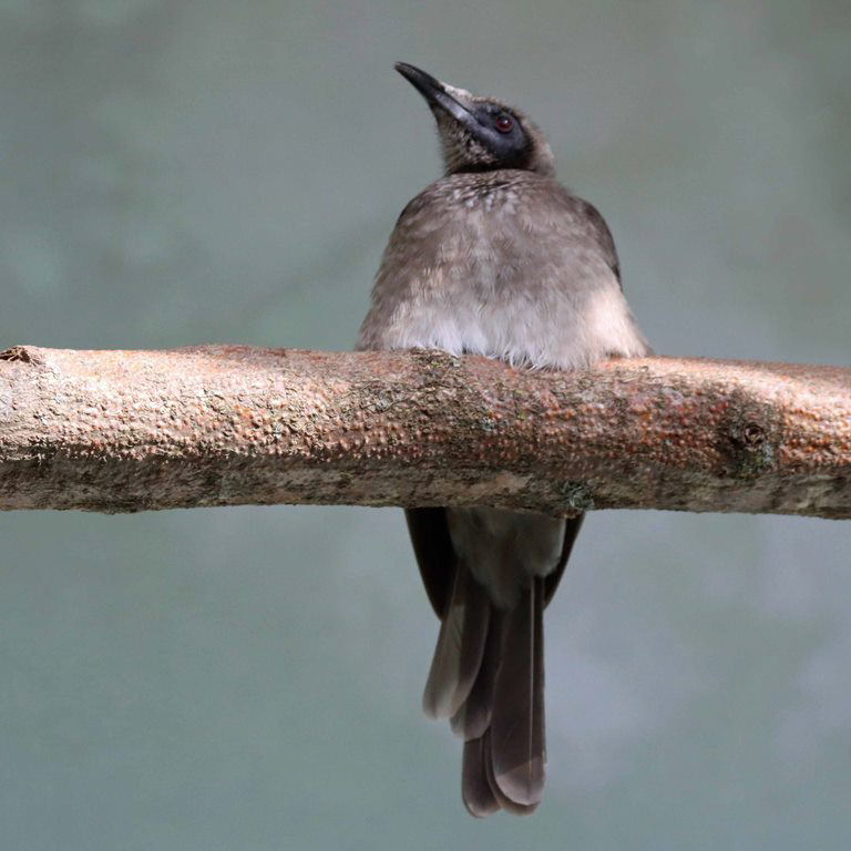 Helmeted Friarbird