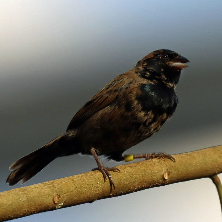 Dull-coloured Grassquit