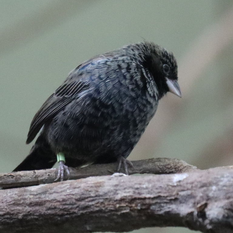 Blue-black Grassquit