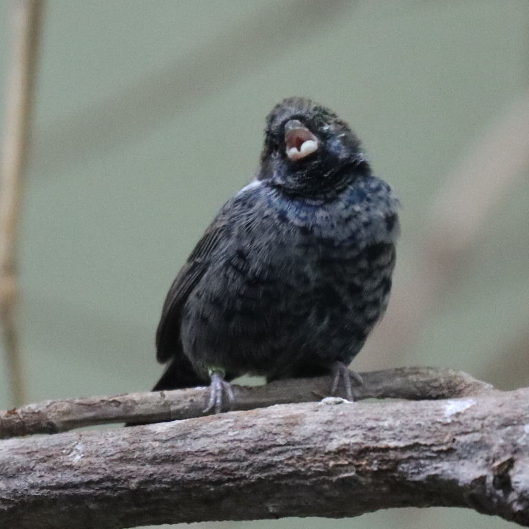 Blue-black Grassquit