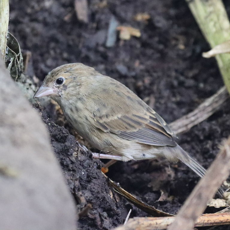 Blue-black Grassquit