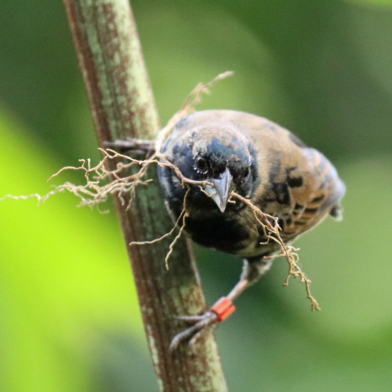 Dull-coloured Grassquit
