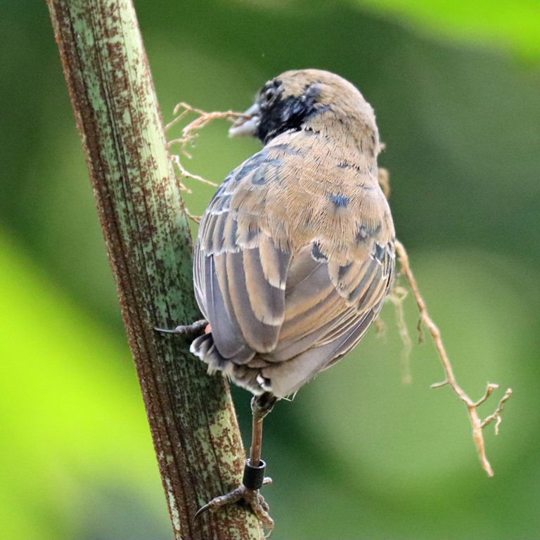 Dull-coloured Grassquit