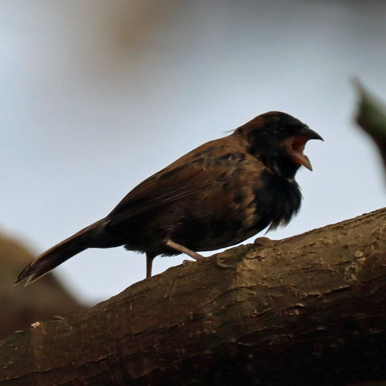 Dull-coloured Grassquit