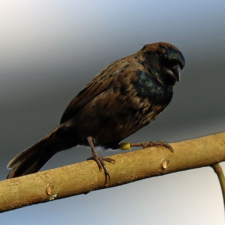 Dull-coloured Grassquit