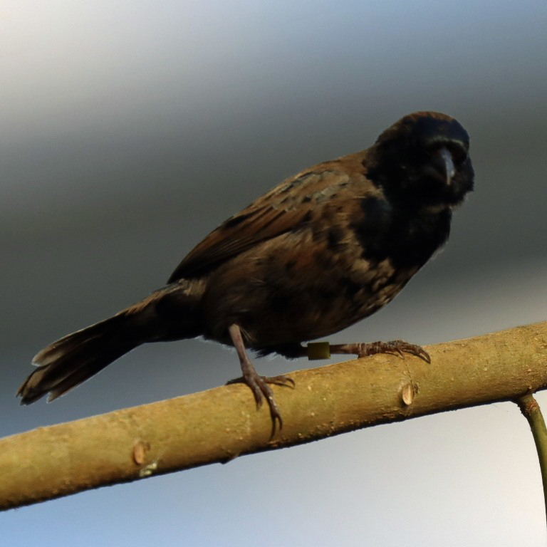 Dull-coloured Grassquit