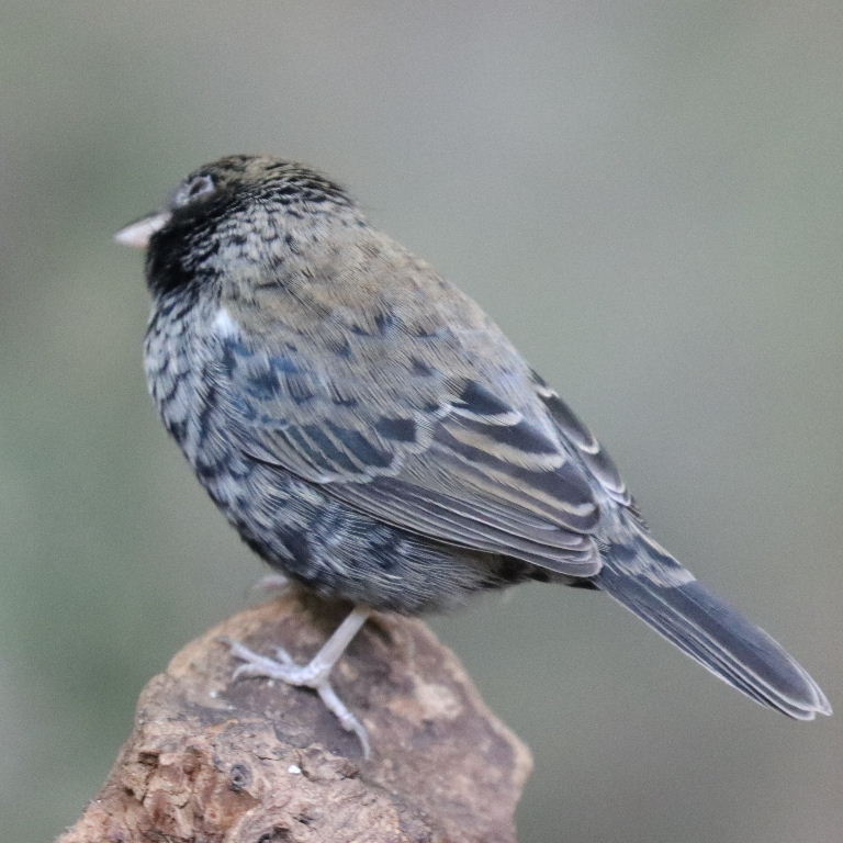 Blue-black Grassquit