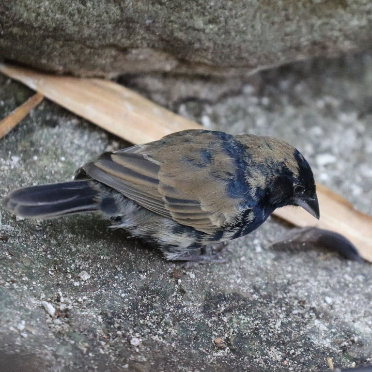 Blue-black Grassquit