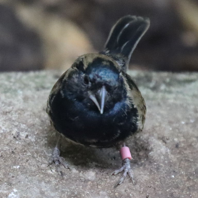 Blue-black Grassquit