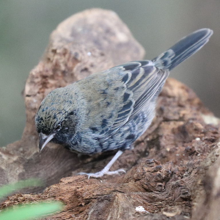 Blue-black Grassquit