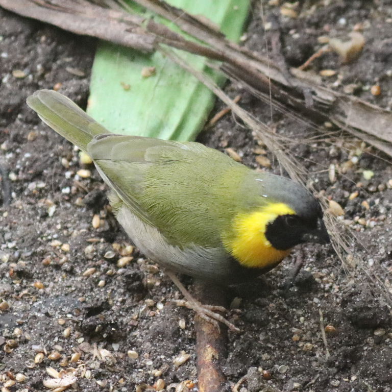 Cuban Grassquit