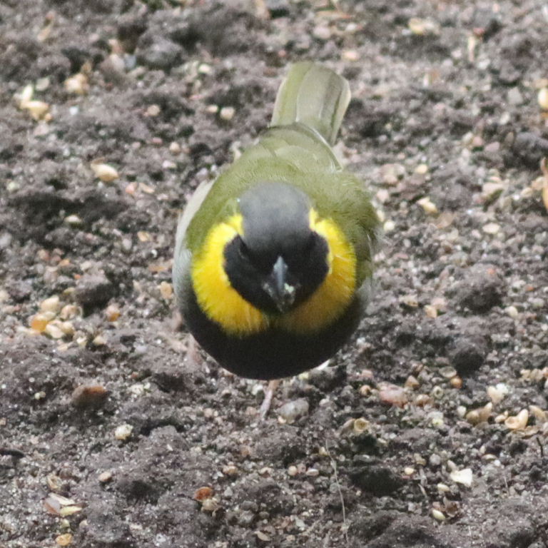 Cuban Grassquit
