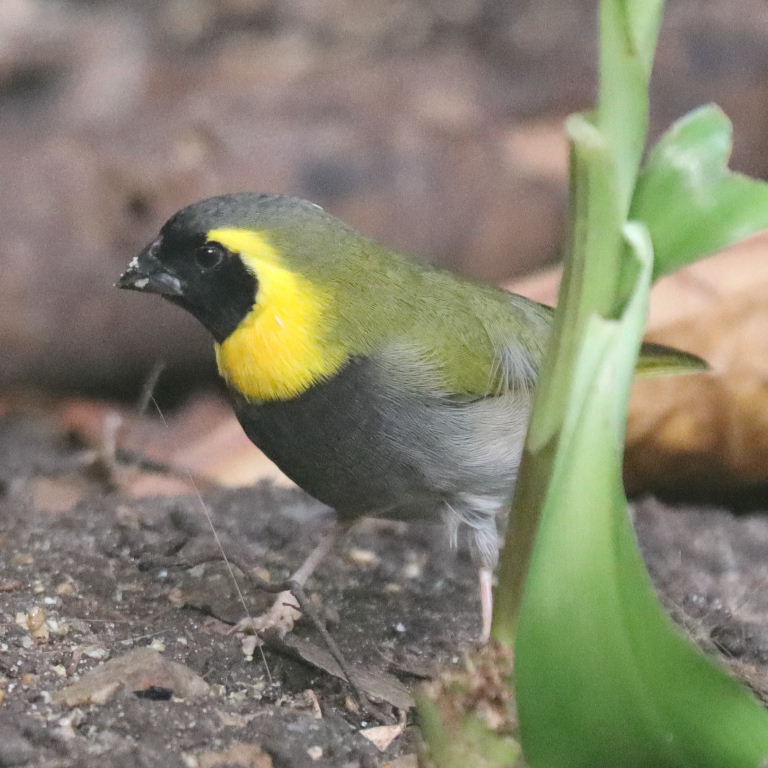 Cuban Grassquit