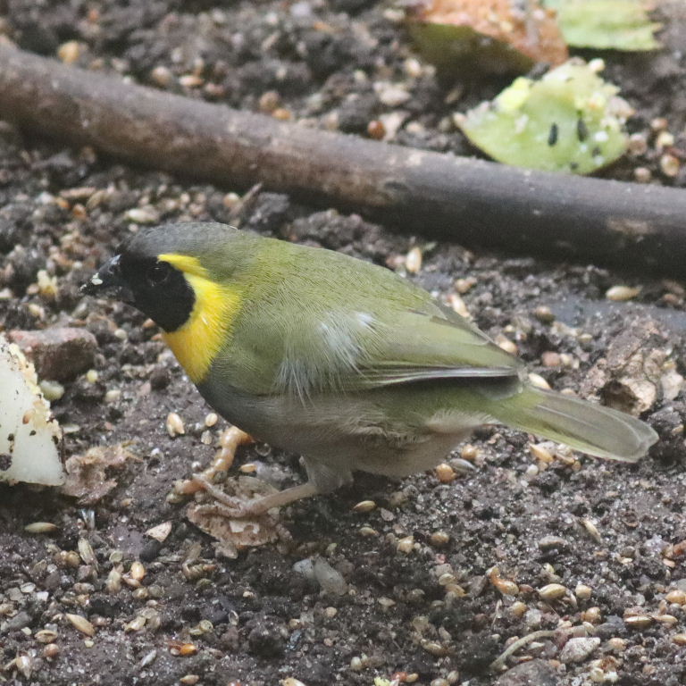 Cuban Grassquit