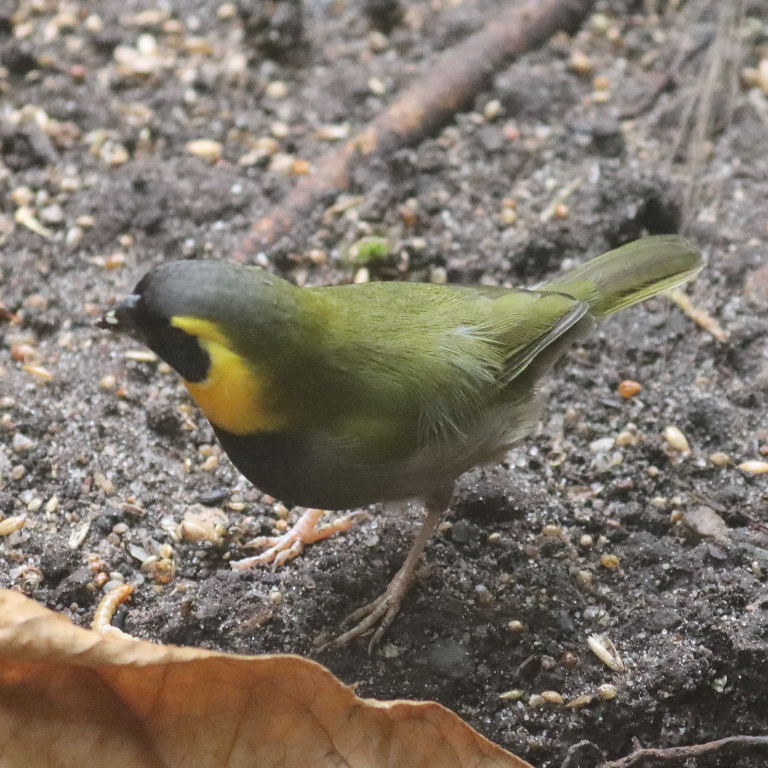 Cuban Grassquit male