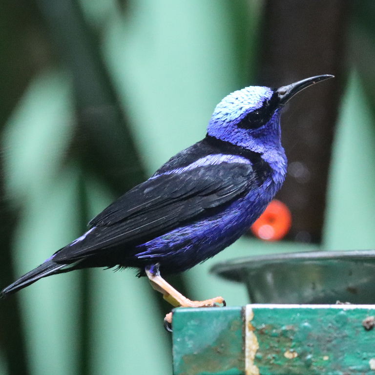Red-legged Honeycreeper male