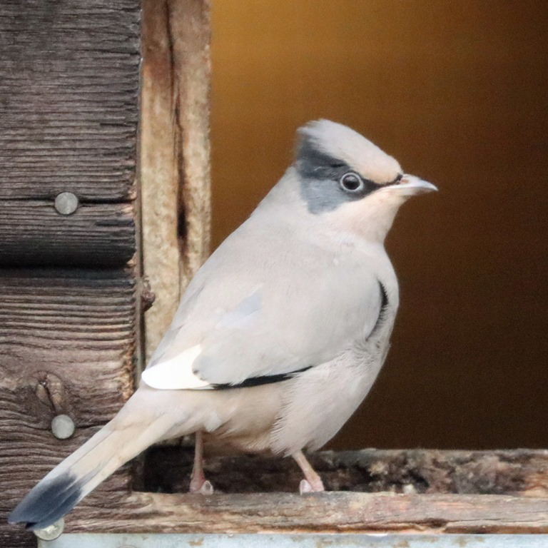 Hypocolius