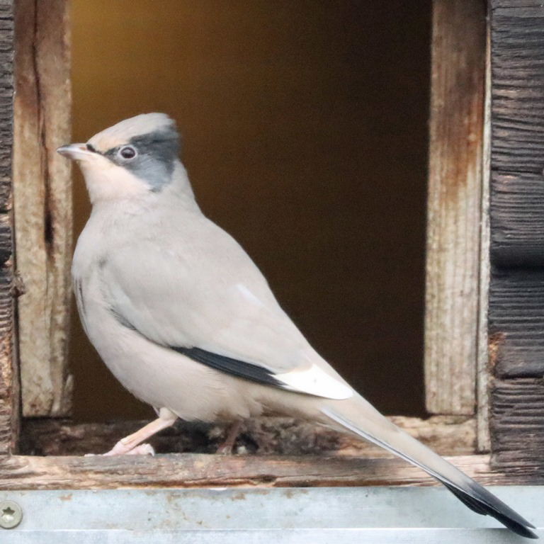 Hypocolius
