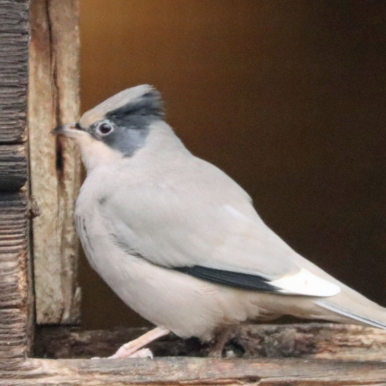 Hypocolius
