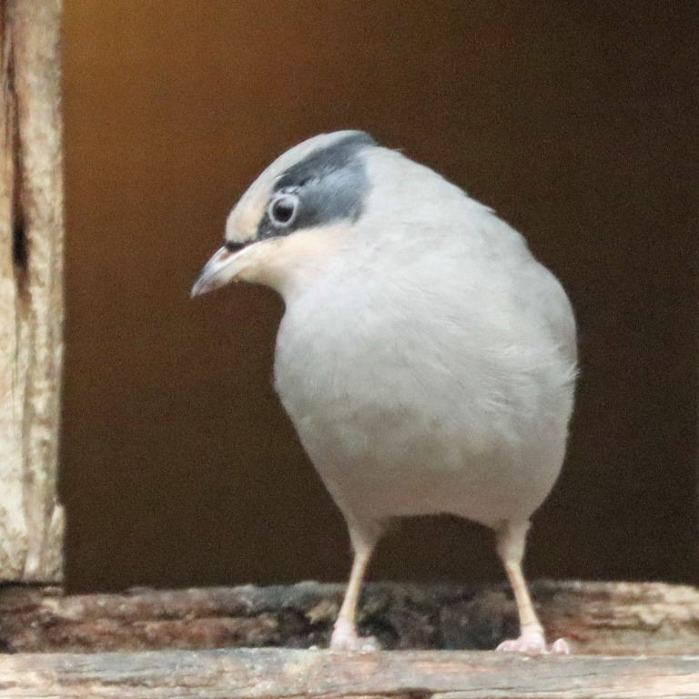 Hypocolius