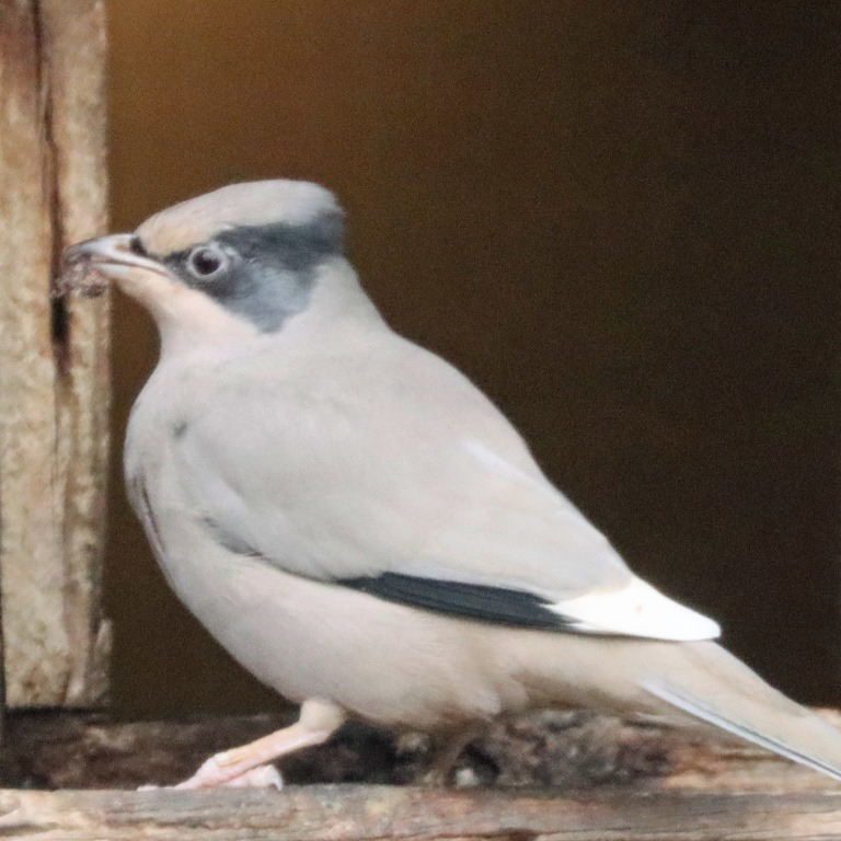 Hypocolius