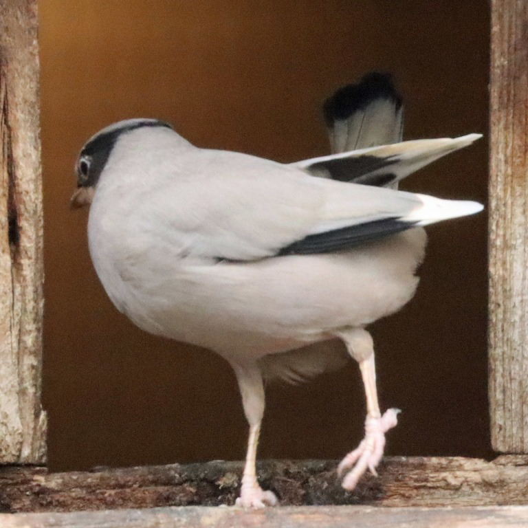 Hypocolius