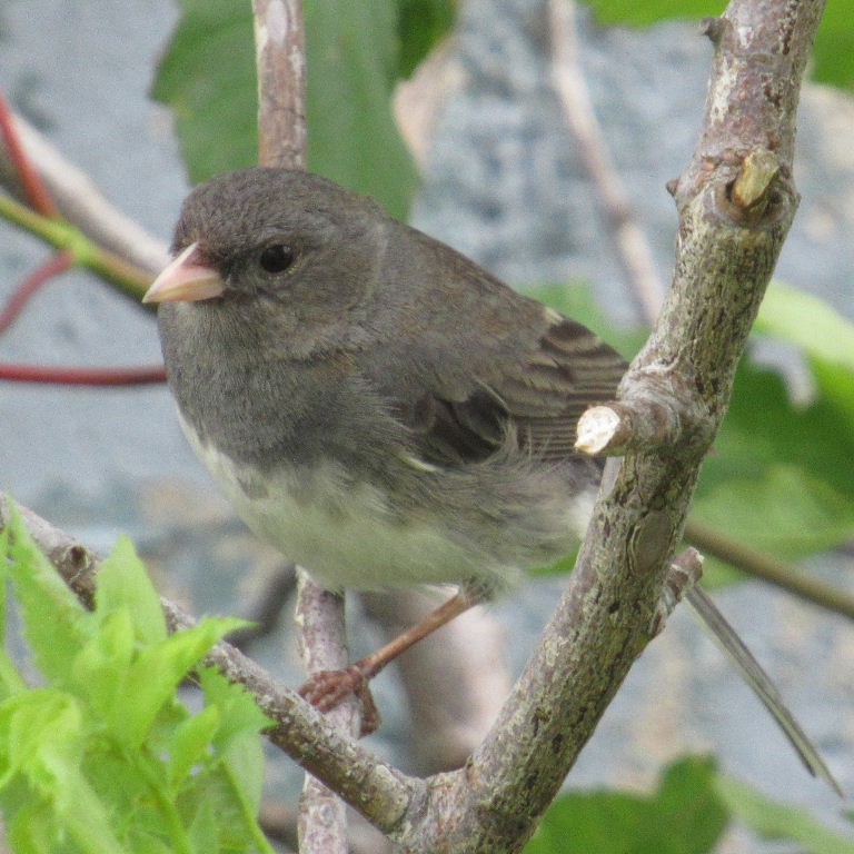 Dark-eyed Junco female