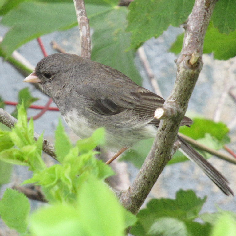 Dark-eyed Junco female